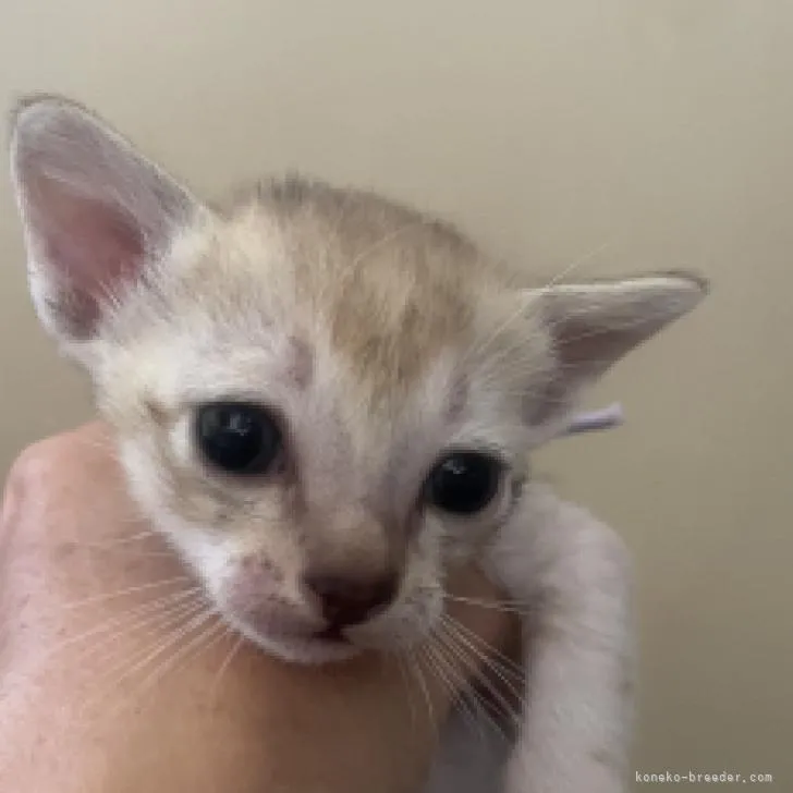 ID:2210-00643の子猫