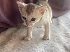 シンガプーラ【広島県・男の子・2020年12月16日・セピアアグーチ】の写真1「にゃに？」