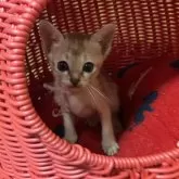 シンガプーラ【広島県・女の子・2024年5月17日・セピアアグーチ】の写真1