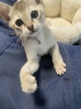 シンガプーラ【広島県・男の子・2020年12月16日・セピアアグーチ】の写真3