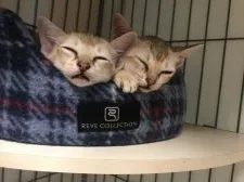 シンガプーラ【広島県・男の子・2020年5月21日・セピアアグーチ】の写真3「遊ぼうニャ…うん遊ぼうニャ…zzz（左側）」