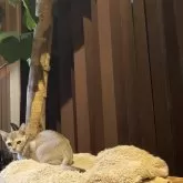 シンガプーラ【広島県・男の子・2025年6月30日・セピアアグーチ】の写真14