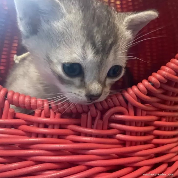 ID:2412-02332の子猫