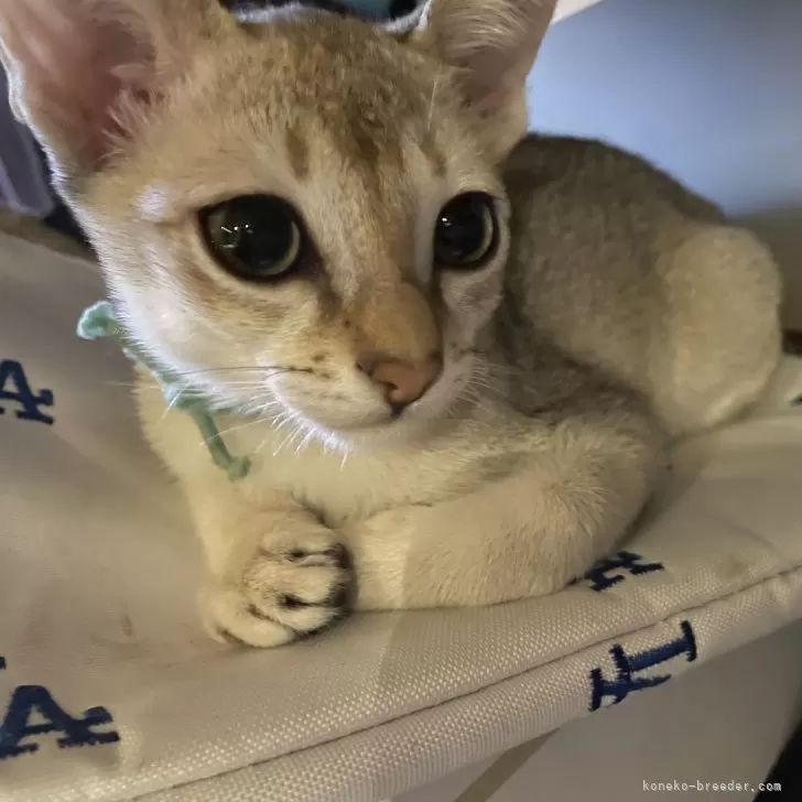 ID：2507-03339の子猫