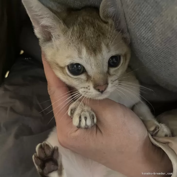 ID:2412-02336の子猫