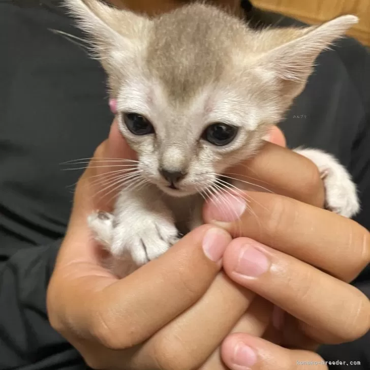 ID：2506-00181の子猫