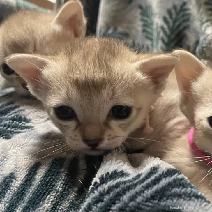 ミルキーローズエンパイア 様のお迎えした子猫