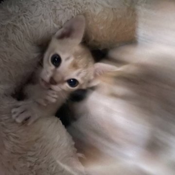 シンガプーラ【広島県・女の子・2025年9月21日・セピアアグーチ（セピアアグーチ）】の写真「可愛い女の子」