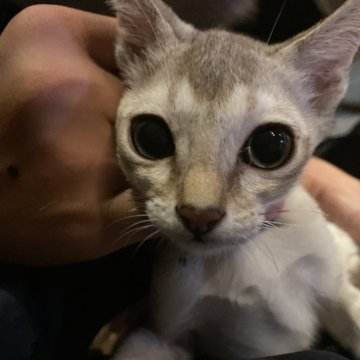 シンガプーラ【広島県・男の子・2025年6月30日・セピアアグーチ（セピアアグーチ）】の写真「可愛い坊や」