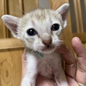 シンガプーラ【広島県・男の子・2025年6月30日・セピアアグーチ（セピアアグーチ）】の写真「可愛い坊や」