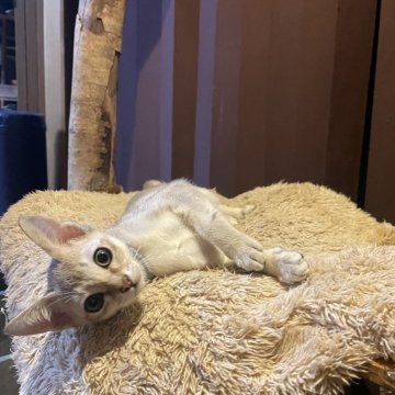 シンガプーラ【広島県・男の子・2025年6月30日・セピアアグーチ（セピアアグーチ）】の写真「可愛い坊や」