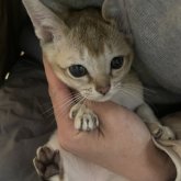 シンガプーラ