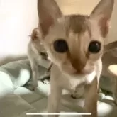 シンガプーラ