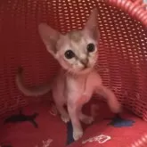 シンガプーラ