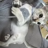 シンガプーラ