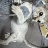 シンガプーラ【広島県・男の子・2025年6月30日・セピアアグーチ】の写真6