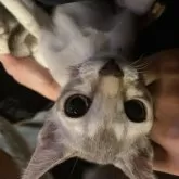 シンガプーラ【広島県・男の子・2025年6月30日・セピアアグーチ】の写真5「逆さ状態の写真です。」