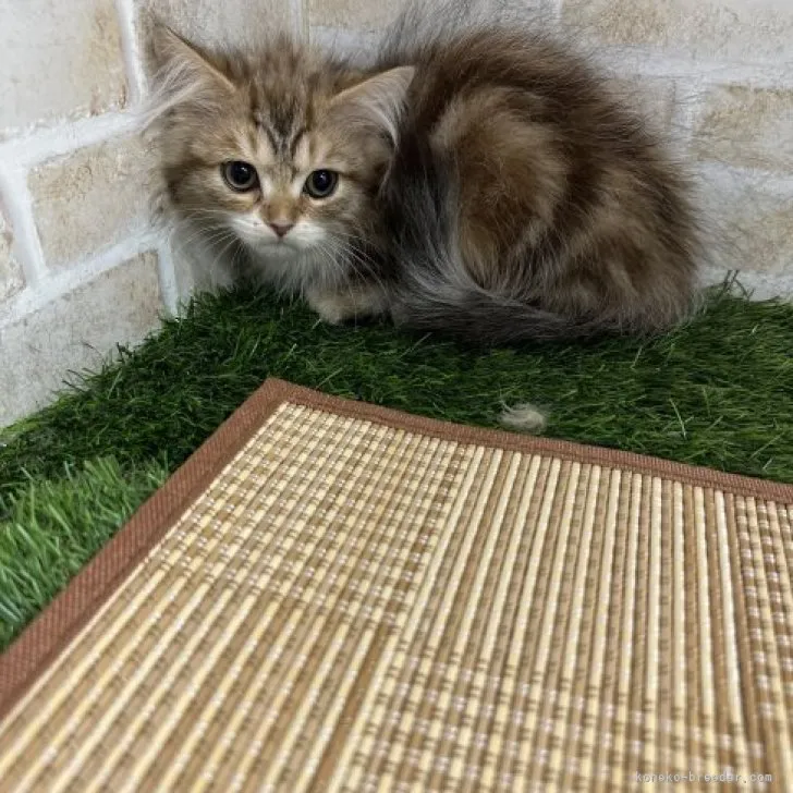 ID：2304-00146の子猫