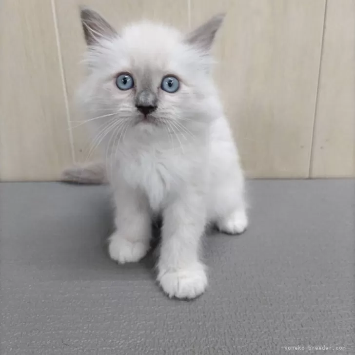 ID：2401-01747の子猫