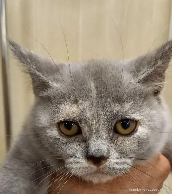 ID：2201-00915の子猫