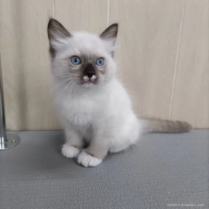 ID：2401-01749の子猫