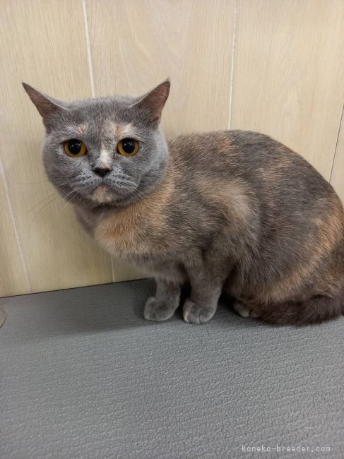 ブリティッシュショートヘア【・女の子・2020年7月11日・ブルークリーム】「ブリティッシュショウトヘアーの女の子です」