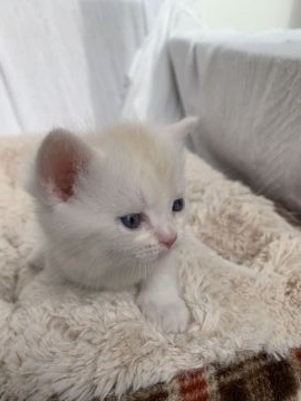 ミヌエット【岡山県・男の子・2022年2月22日・クリームポイント&ホワイト（ロング）】の写真「両親遺伝子検査クリアーのミニュエット雄です。」