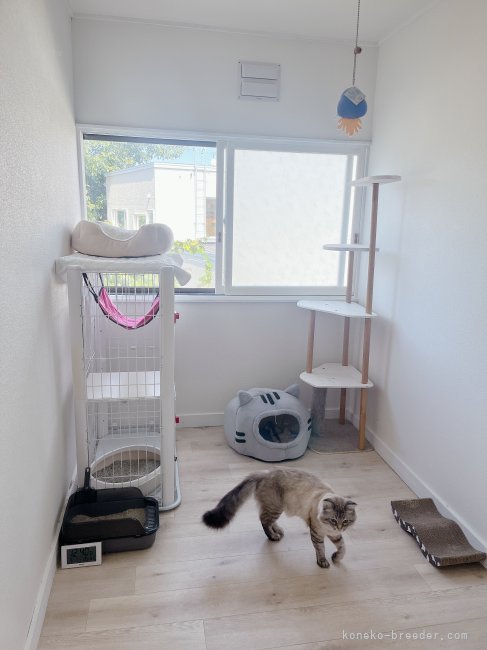 交代でアトムも他のお部屋で過ごしています。｜市村　のぞみ(いちむら　のぞみ)ブリーダー(北海道・サイベリアン・JCC登録)の紹介写真9