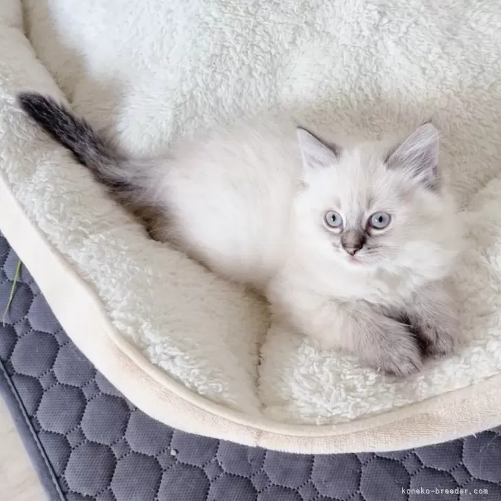 ID:2410-03417の子猫