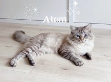 サイベリアン【・男の子・2021年12月26日・ブルーリンクスポイント】