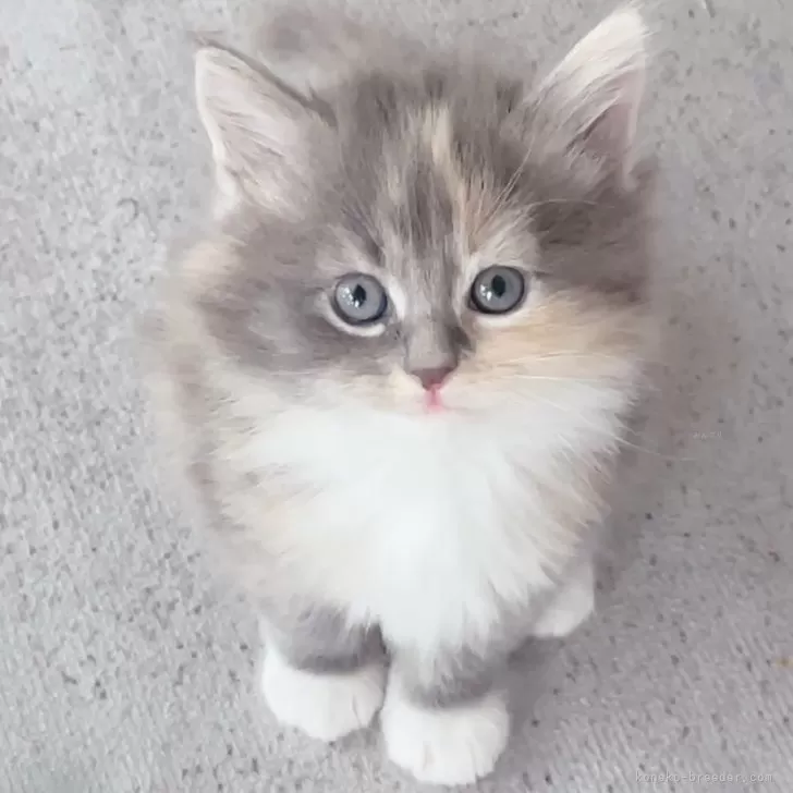 ID：2503-02442の子猫