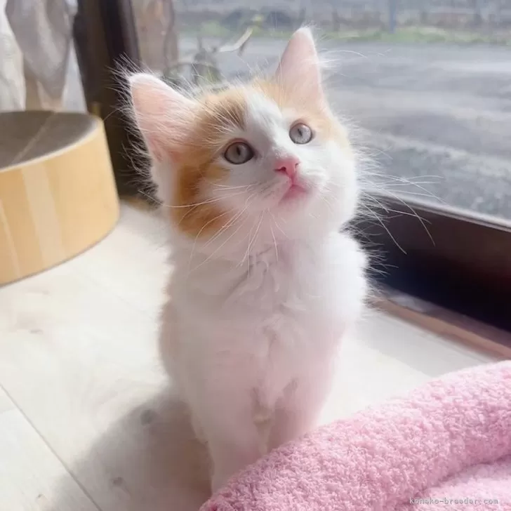 ID：2503-02393の子猫