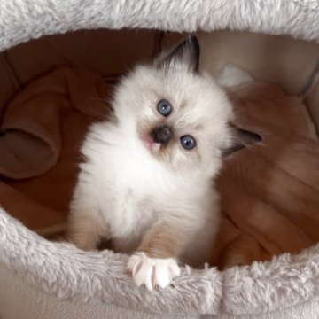 サイベリアン【北海道・男の子・2025年11月21日・ブルーポイント&ホワイト】の写真「人懐っこいモコモコふわふわ可愛い男の子💕」