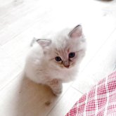 サイベリアン