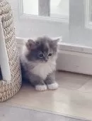 サイベリアン【北海道・女の子・2025年2月12日・ブルークリーム&ホワイト】の写真8「すぐ近づいてくれる甘えん坊さんです🥰」