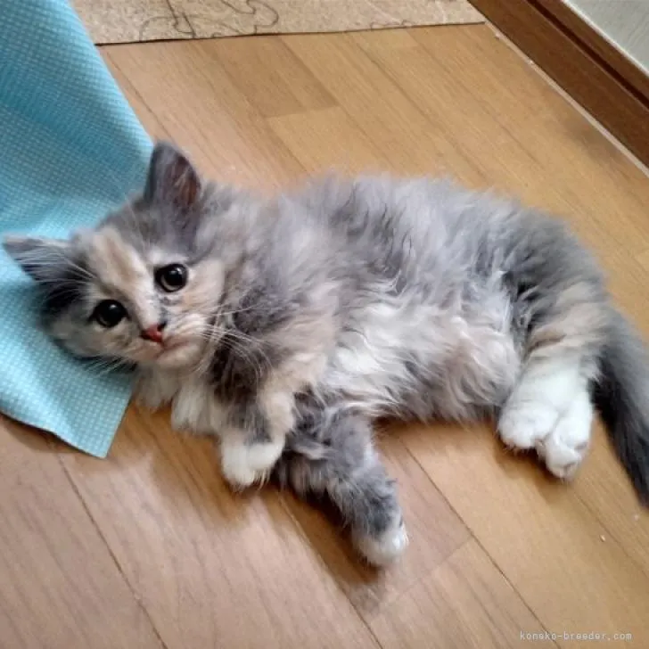 ID:2206-02671の子猫