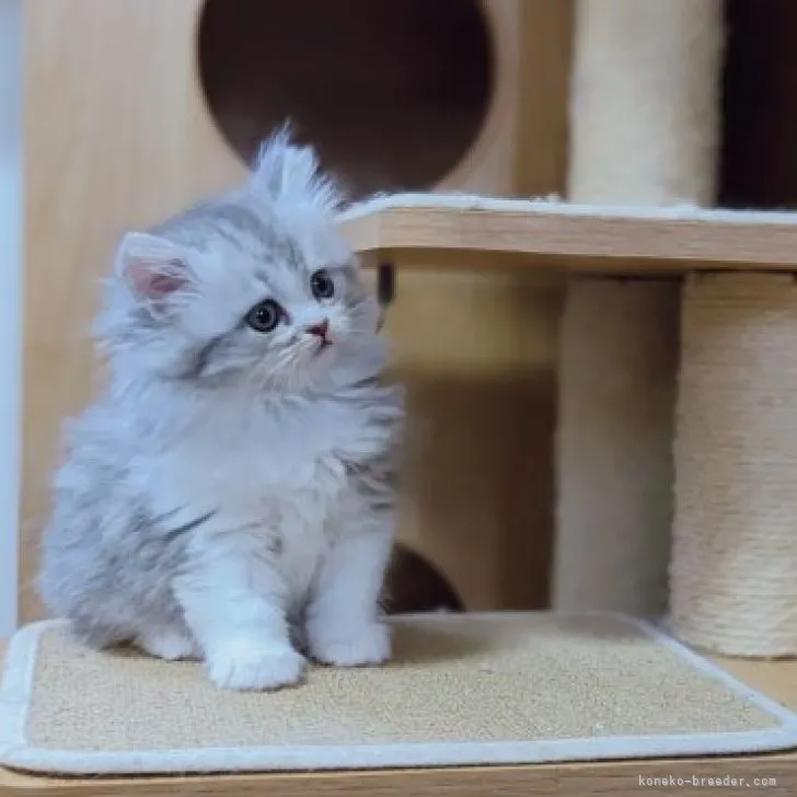 ID:2304-00490の子猫