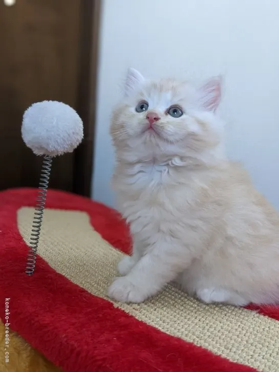 ID：2108-00270の子猫