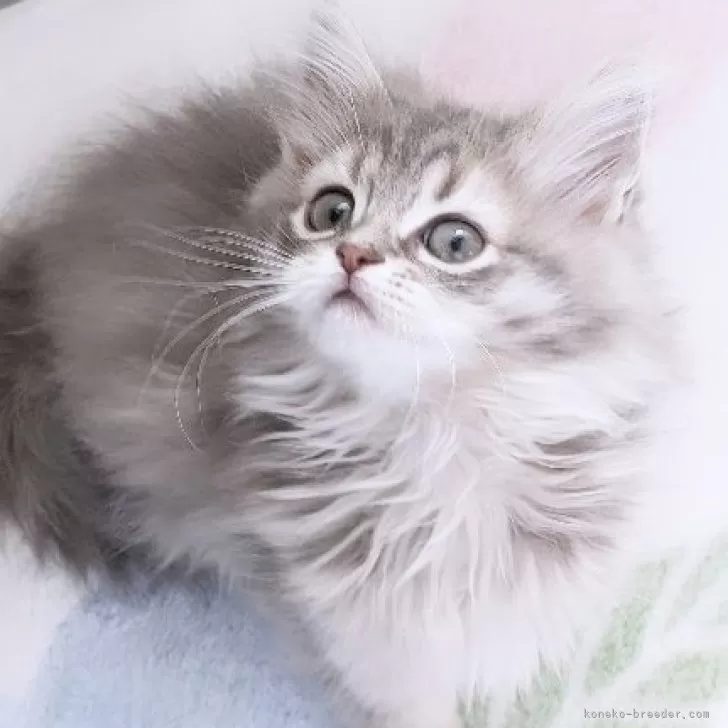 むー 様のお迎えした子猫
