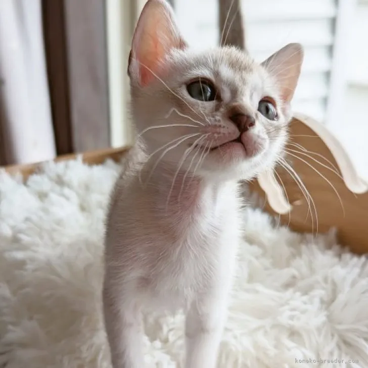 ID：2304-00918の子猫