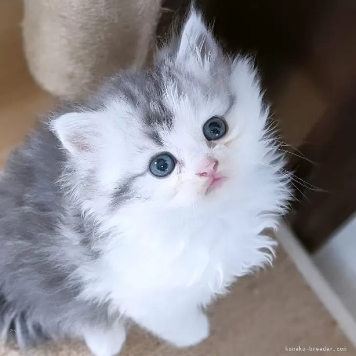 ID：2405-00230の子猫