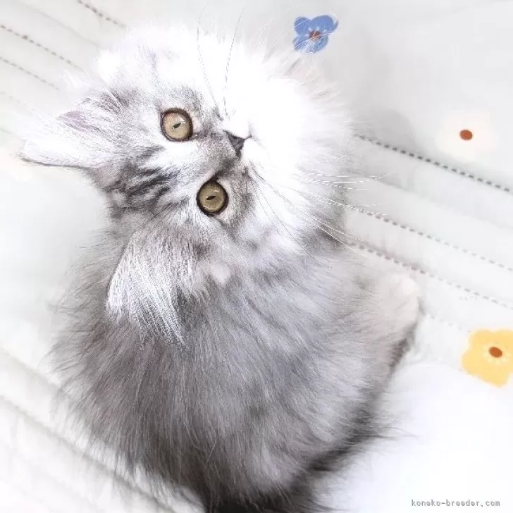 ID：2406-00674の子猫