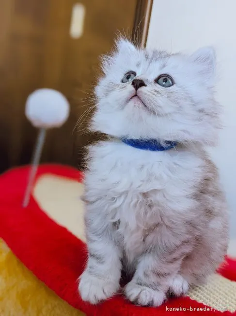 ID：2108-00249の子猫