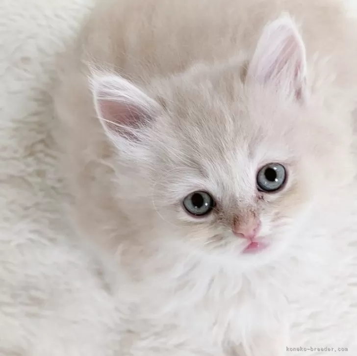 ID:2404-01775の子猫