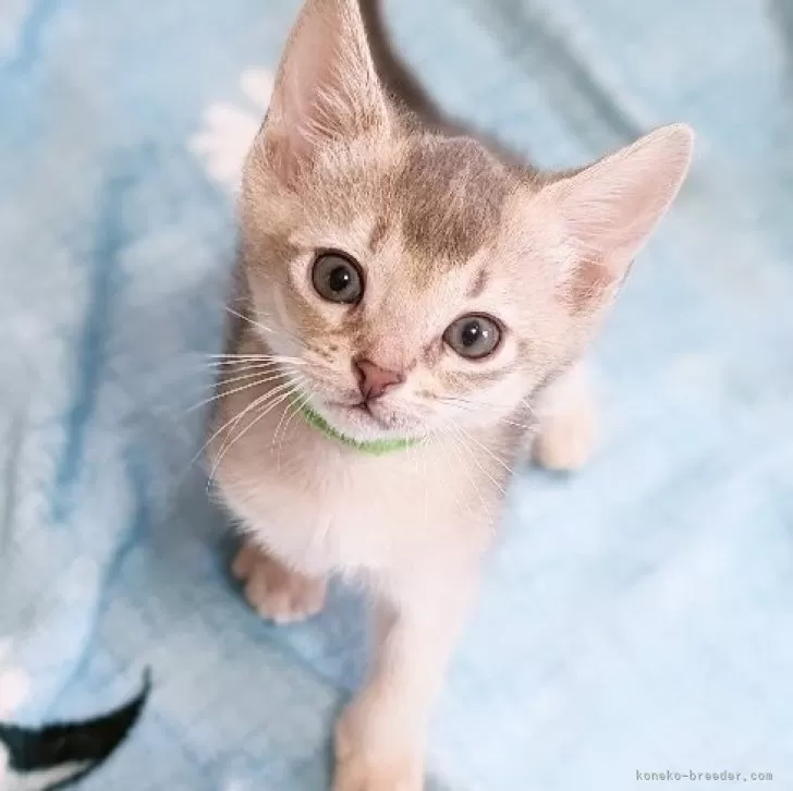 ID:2404-01764の子猫