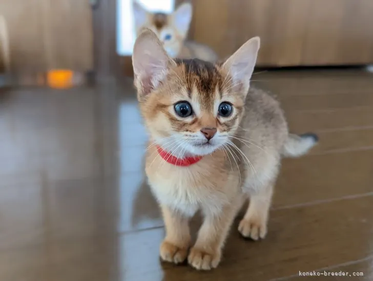 ID:2111-00822の子猫