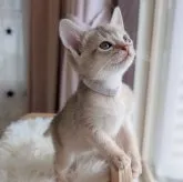 アビシニアン【千葉県・女の子・2023年4月11日・ブルー】の写真1「クリクリのお目目、ツンとしたお鼻、プリっとしたお口、激カワですね(´ー｀*)ｳﾝｳﾝ」