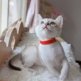 シンガプーラ【千葉県・男の子・2023年2月24日・セピアアグーティ】の写真1「お顔も小さく体のラインもとても綺麗です✨美猫ちゃん✨✨」