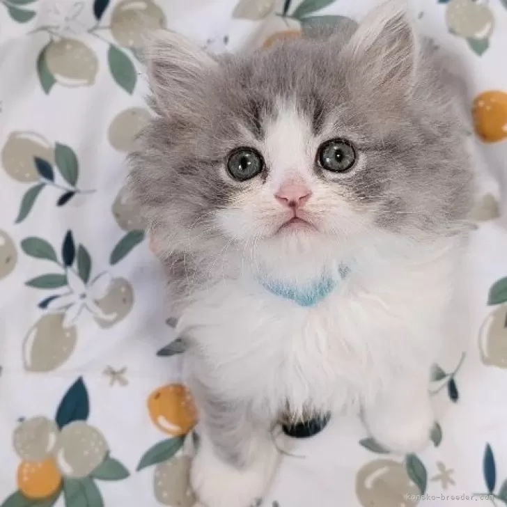 A. 様のお迎えした子猫