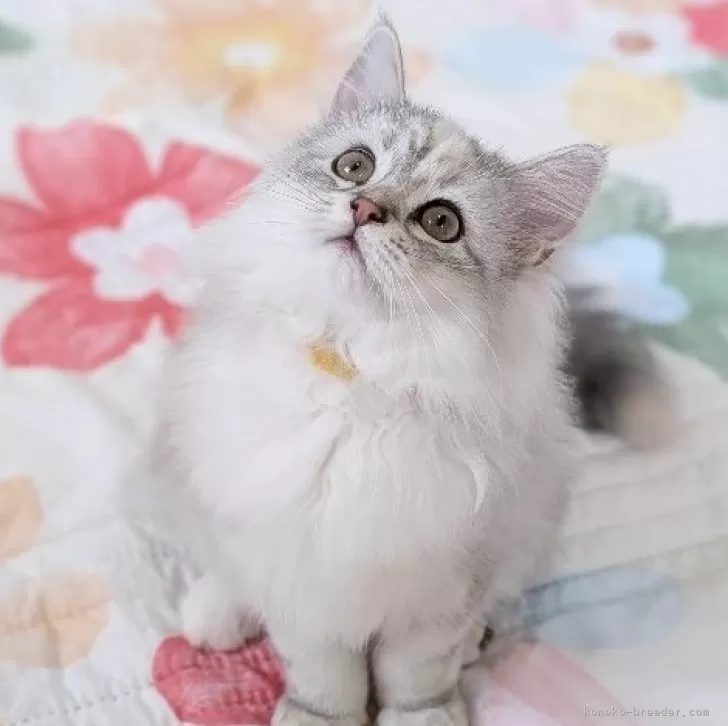 レモン 様のお迎えした子猫